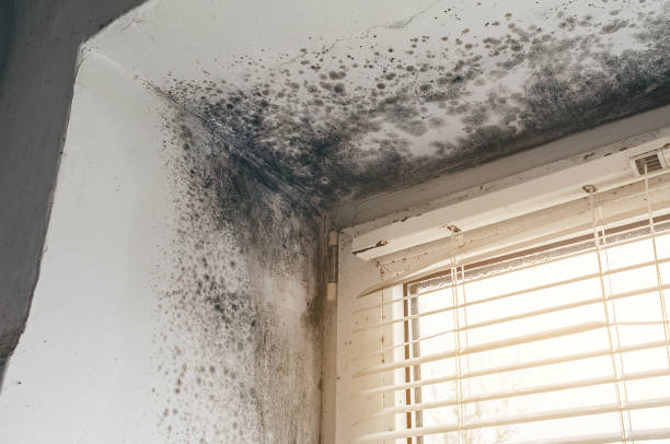 Affordable Basement Mold Removal solutions in Lake Oswego, OR